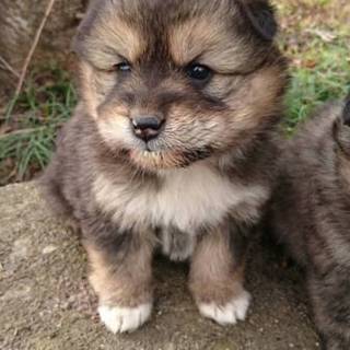 可愛いワンちゃんです②(一時募集停止)