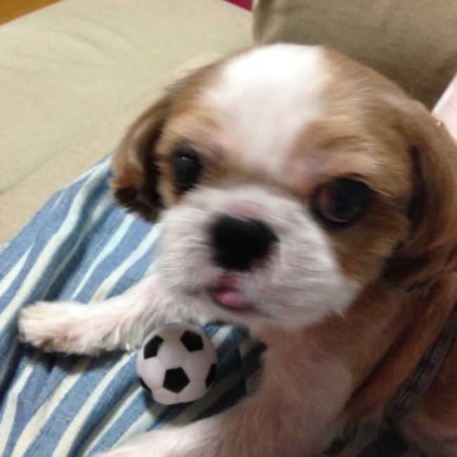 らるごのカバー写真