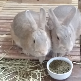 グレージュ色の男のコ＆女のコのミニうさぎ2羽です★