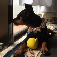 ティノ（ヴァレンティーノ）