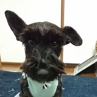 人もワンコも大好きな女の子♪