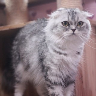 スコティッシュフォールド♀