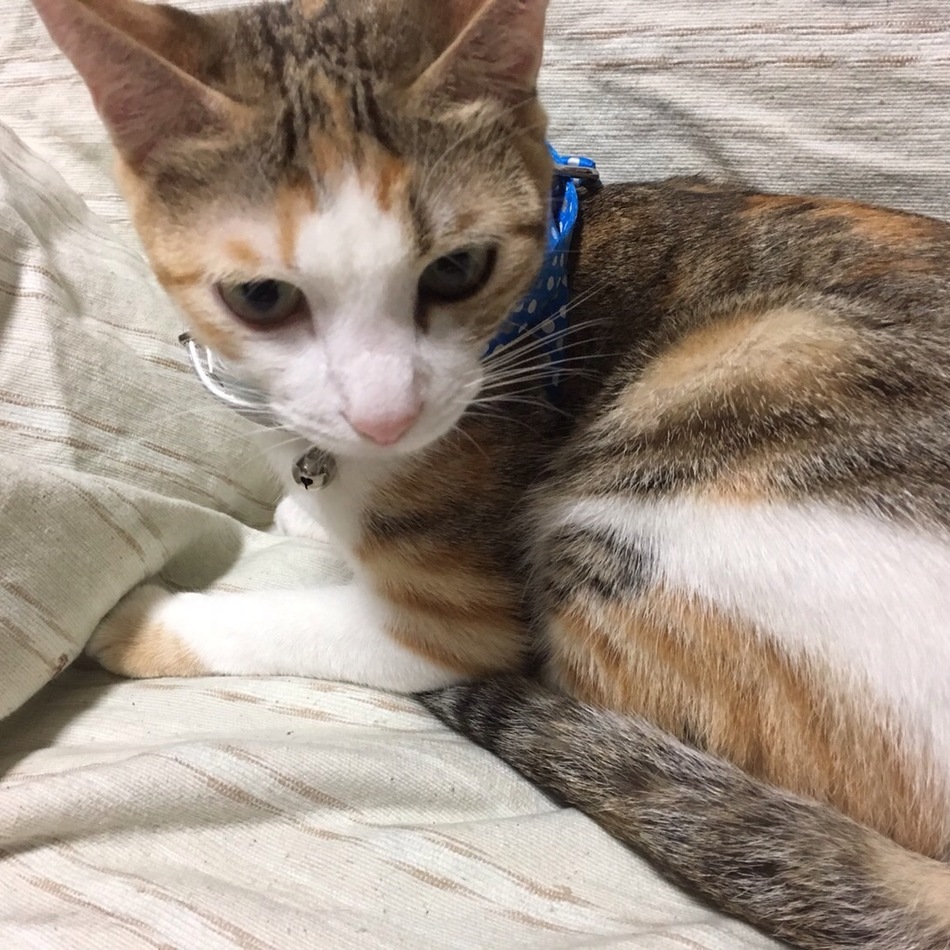 キャロさんのカバー写真