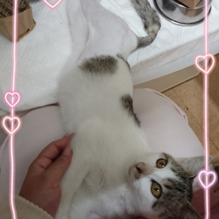 交通事故で保護･入院中のキューちゃん