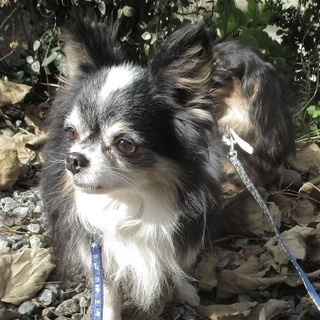 小さなオチャメなチワワ