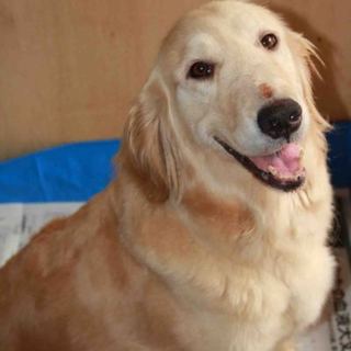 ゴールデン　4才10か月女の子　～繁殖犬引退～