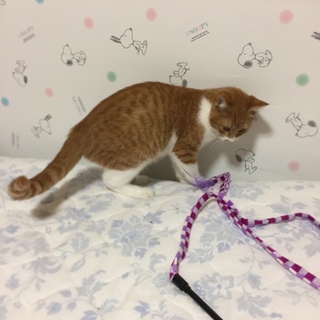 メチャクチャ甘えん坊な子猫です