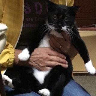 お人形のようなかわいい黒白女の子