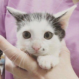 かわいい白黒の男の子です❤️