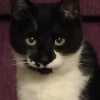 白黒タキシード靴下王子