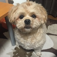 セス