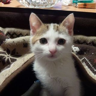 生後一か月の男の子です。