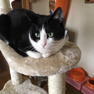 ハチワレグリーンの瞳の男の子