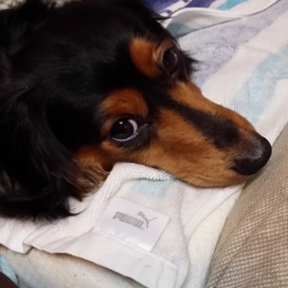 カニンヘンダックスの女の子です