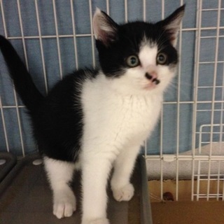 ぽっちゃり系男子