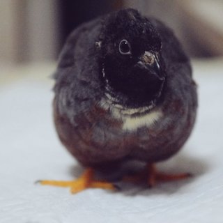 【里親決定しました！】ヒメウズラの男の子  