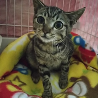 募集停止します　ちびっ子キジトラ