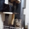 てつお4153