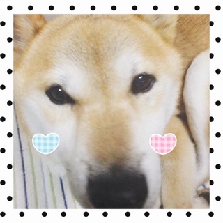 人懐こい、ドライブ大好き‼︎飼い主さん募集