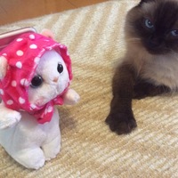 モモ