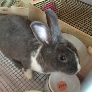 成うさぎ(メス)