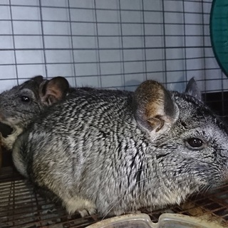 チンチラ里親募集