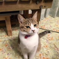 ももちゃん