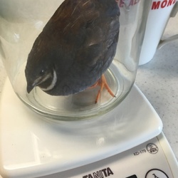 「衝撃で脱糞。」サムネイル1