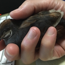 「衝撃で脱糞。」サムネイル3