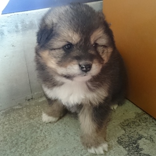 可愛いワンちゃんです③(一時募集停止)