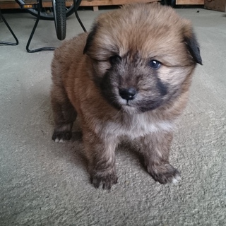 可愛いワンちゃんです④(一時募集停止)