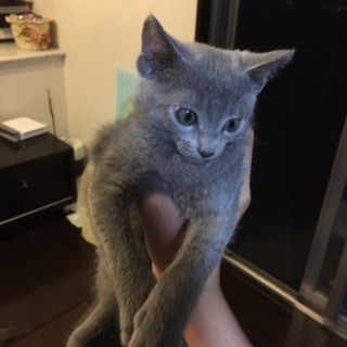 綺麗なロシアン