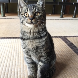 可愛いキジトラの男の子