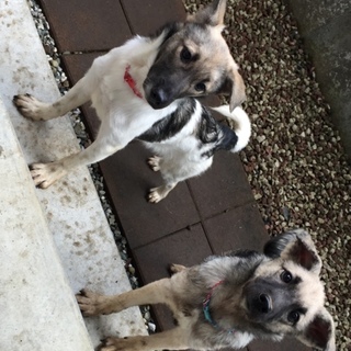 野犬出身の可愛い姉妹の里親さん募集！