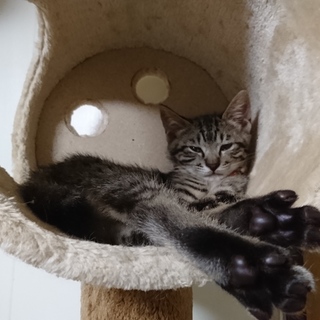 困り顔のボブテイルが魅力な女の子