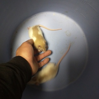 ファンシーラット　里親募集（再）