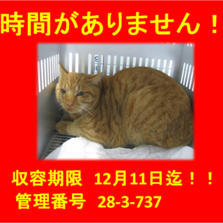 期限12月11日迄！　助けて下さい！！