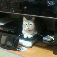 南 トム