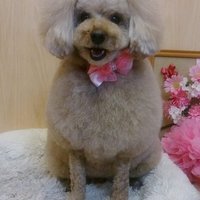 コロン