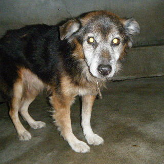 残り少ない犬生を素敵な家族の元で過ごしたい