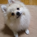 ポメラニアン♂3kg