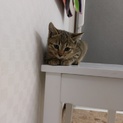 子猫キジトラちゃん