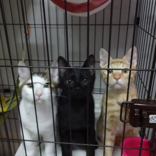 50匹の猫たちが待っています