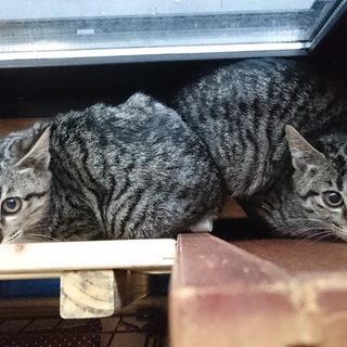 推定４ヶ月、キジトラかアメショー風仔猫、いっちゃん