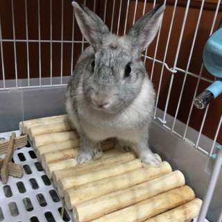 可愛がってくれる里親さん待ってまーす！