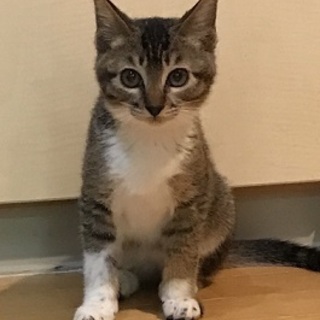 遊ぶの大好き　「僕、てんてん！」　よろぴくね♥