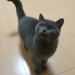 急募!!　1歳3ヶ月の血統書付きの猫です!!　