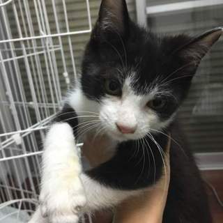 人間大好き生後3ヵ月白黒子猫の骨川くん里親募集！
