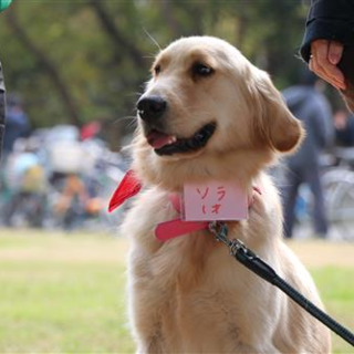 １歳くらい　ゴールデンレトリバー