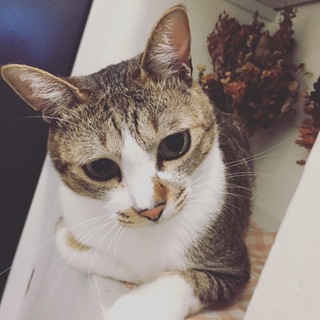 震災を乗り越えた甘えん坊くん